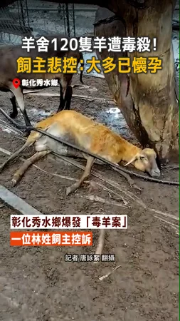 【120隻羊遭毒殺】懷孕母羊慘死...飼主哭訴：心血全沒了