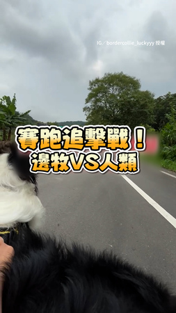 【邊牧和人類賽跑】放水讓半圈還輕鬆追上＋嘲笑XD