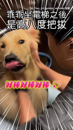【換了新爸爸？】搭電梯前還是威嚴把拔 進電梯後黃金獵犬都傻眼了