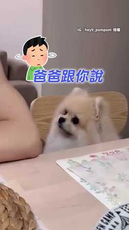 【等半秒也是等】爸勸博美要等待　牠小手手左右開弓催點心