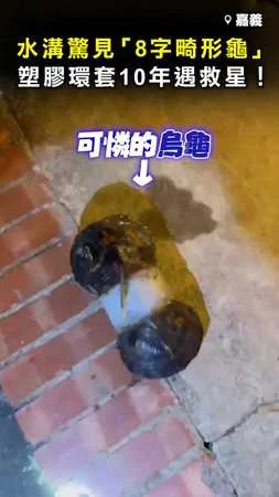 【驚見8字畸形龜】套10年塑膠環害的！ 熱心男出手救回一命＞A＜