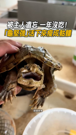 【被主人遺忘瘦成骷髏】整年沒吃「龜堅強」竟活下來了