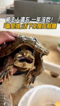 【被主人遺忘瘦成骷髏】整年沒吃「龜堅強」竟活下來了