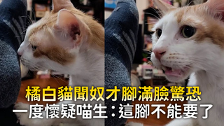 橘白貓聞奴才腳滿臉驚恐　一度懷疑喵生：這腳不能要了