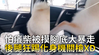 怕癢柴被摸腳底大暴走　後腿狂踢化身機關槍XD