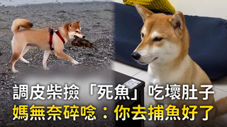 調皮柴撿「死魚」吃壞肚子　媽無奈碎唸：你去捕魚好了