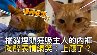 橘貓埋頭狂吸主人的內褲　陶醉表情網笑：上癮了？