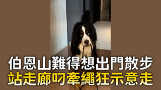 伯恩山難得想出門散步　站走廊叼牽繩狂示意走1341953