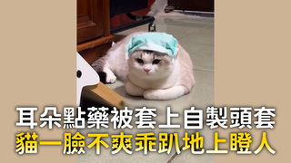 耳朵點藥被套上自製頭套　貓一臉不爽乖趴地上瞪人