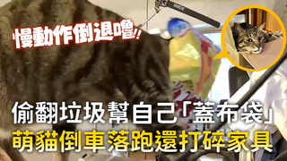 偷翻垃圾幫自己「蓋布袋」　萌貓倒車落跑還打碎家具