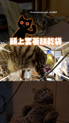 【幫自己蓋布袋】虎斑貓偷翻垃圾！倒車落跑還打碎家具