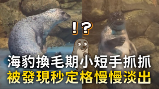 海豹換毛期小短手抓抓　被發現秒定格慢慢淡出