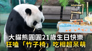 大貓熊圓圓21歲生日快樂　狂嗑「竹子椅」吃相超呆萌