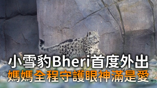 小雪豹Bheri首度外出　媽媽全程守護眼神滿是愛