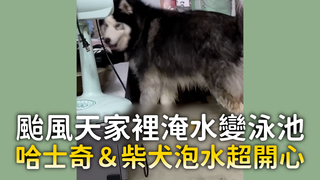 颱風天家裡淹水變泳池　哈士奇＆柴犬泡水超開心