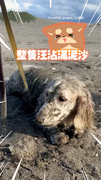 【變芝麻口味】奶油臘腸狗海邊滾沙裹粉髒爆！媽笑：你是誰啊？