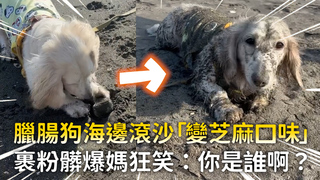 臘腸狗海邊滾沙「變芝麻口味」　裹粉髒爆媽狂笑：你是誰啊？