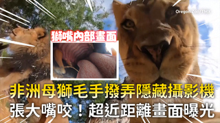 非洲母獅毛手撥弄隱藏攝影機　張大嘴咬！超近距離畫面曝光