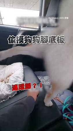 【武學奇柴】柴柴腳底被摸化身機關槍暴走狂踢XD