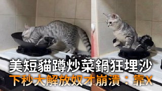 美短貓蹲炒菜鍋狂埋沙　下秒大解放奴才崩潰：靠X