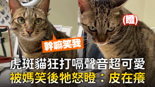 虎斑貓狂打嗝聲音超可愛　被媽笑後牠怒瞪：皮在癢