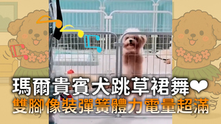 瑪爾貴賓犬跳草裙舞❤　雙腳像裝彈簧體力電量超滿