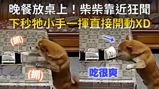 晚餐放桌上！柴柴靠近狂聞　下秒牠小手一揮直接開動XD