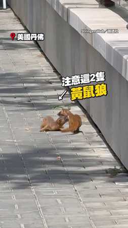 【快抓住我！】2黃鼠狼合作跳上台階