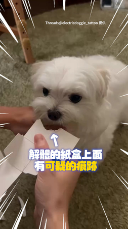 【完美符合】瑪爾濟斯調皮拆紙盒！媽比對牙印秒抓包XD