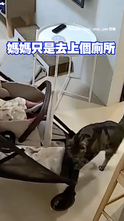 媽去廁所嬰兒被貓偷走　牠推沙發邊幫忙照顧XD