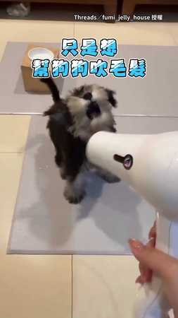 【舞龍舞狗？】媽媽想幫雪納瑞吹毛髮 結果狗狗瞬間失控XD