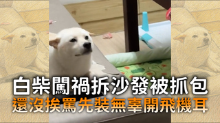 白柴闖禍拆沙發被抓包　還沒挨罵先裝無辜開飛機耳