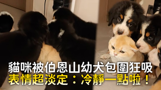 貓咪被伯恩山幼犬包圍狂吸　表情超淡定：冷靜一點啦！
