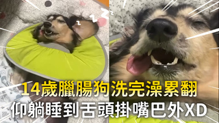 14歲臘腸狗洗完澡累翻　仰躺睡到舌頭掛嘴巴外XD