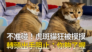 不准碰！虎斑貓狂被摸摸　轉頭出手阻止：你夠了喔