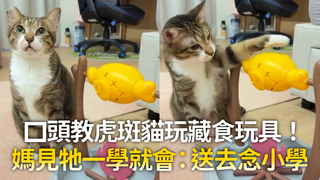 口頭教虎斑貓玩藏食玩具！　媽見牠一學就會：送去念小學