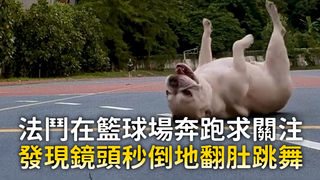 法鬥在籃球場奔跑求關注　發現鏡頭秒倒地翻肚跳舞