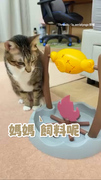 【該送去念小學了XD】口頭教虎斑貓玩藏食玩具　牠竟一學就會！