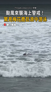 【好危險】颱風來襲海上警戒！驚見梅花鹿巨浪中游泳