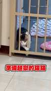 【貓的量詞是一坨？】胖貓鑽欄杆「頭過肚子卡住」　麻糬式喬角度越獄成功
