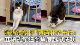 胖貓鑽欄杆「頭過肚子卡住」　麻糬式瘋狂喬角度越獄成功