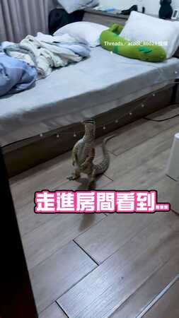 【在演哪齣？？】砂巨蜥站立發呆盯門口...哥吉拉魂上身XD