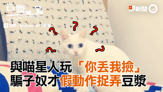 與喵星人玩「你丟我撿」　騙子奴才假動作捉弄豆漿