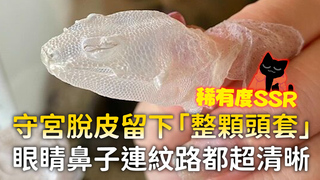 守宮脫皮留下「整顆頭套」　眼睛鼻子連紋路都超清晰