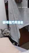 【誰家的這麼黏XD】貓貓叼小被子撒嬌討哄睡萌翻