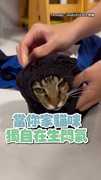 【誰叫妳不回家】虎斑貓生氣奴才躲進衣袖裡獨自耍孤僻