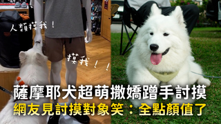 薩摩耶犬超萌撒嬌蹭手討摸　網友見討摸對象笑：全點顏值了
