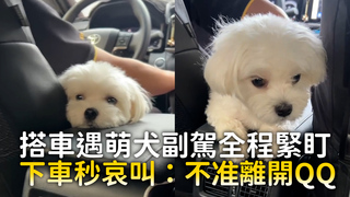 搭車遇萌犬副駕全程緊盯　下車秒哀叫：不准離開QQ