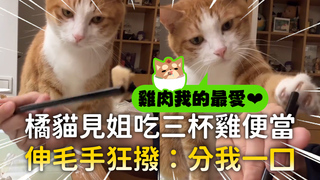 橘貓見姐吃三杯雞便當　伸毛手狂撥：分我一口
