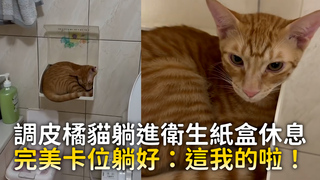 調皮橘貓躺進衛生紙盒休息　完美卡位躺好：這我的啦！